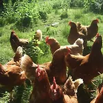 Feriehus Schmidt Family - Milking House *