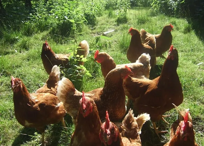 Holiday home Schmidt Family - Milking House *